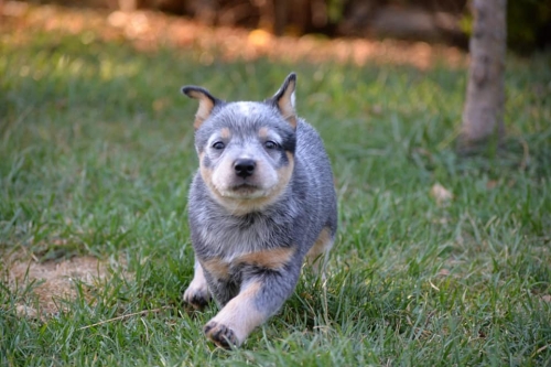 HOLY - female - 7 weeks old